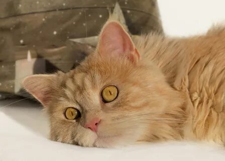 Look cat