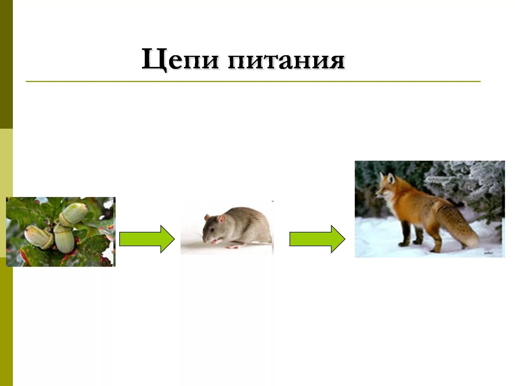 Цепь питания животных 3 класс окружающий мир. Цепи питания 3 класс окружающий мир. Цепочка питания животных 2 класс окружающий мир. Цепи питания картинки. 3 цепи питания пищевой цепи