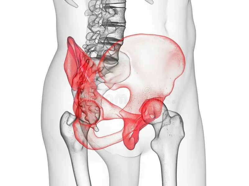 Боль в подвздошной кости. Крестец и подвздошная кость. Подвздошная кость тазобедренного сустава. Анатомия таза констнц копчик.