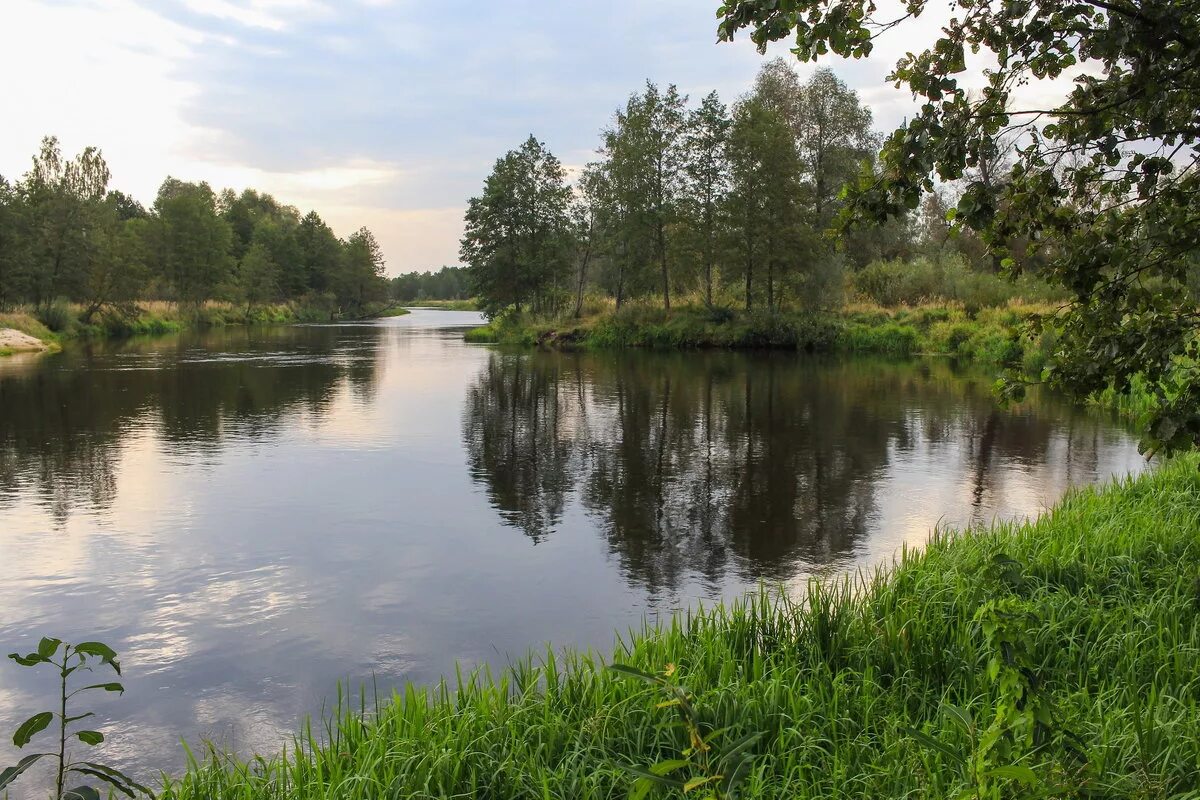 птичь петриковский. беларусь птичь беларусь. птичь река лучицы. птичь петриковский. старое село (минская область).