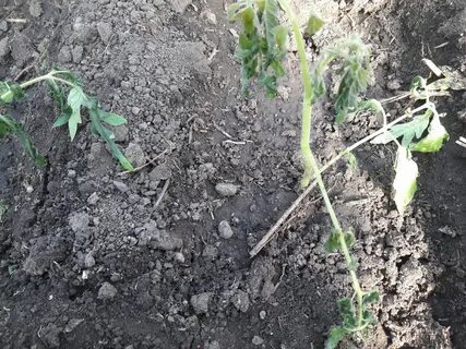 Почему погибают помидоры в теплице