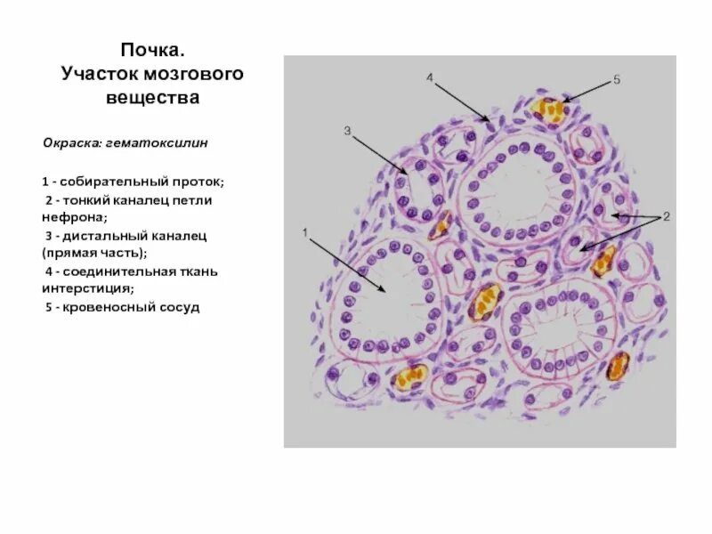Гистология канальцев почки. Канальцы почек гистология схема. Строение нефрона почки гистология. Дистальный извитой каналец нефрона гистология. Строение нефрона почки гистология.