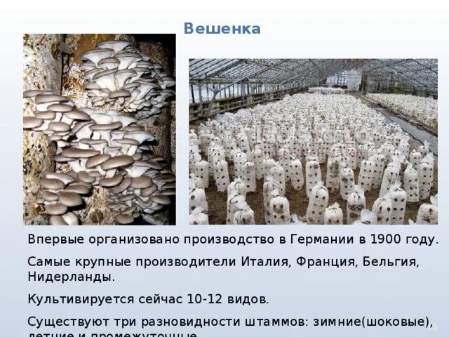 Проект по биологии выращивание грибов 7 класс Выращивание вешенки