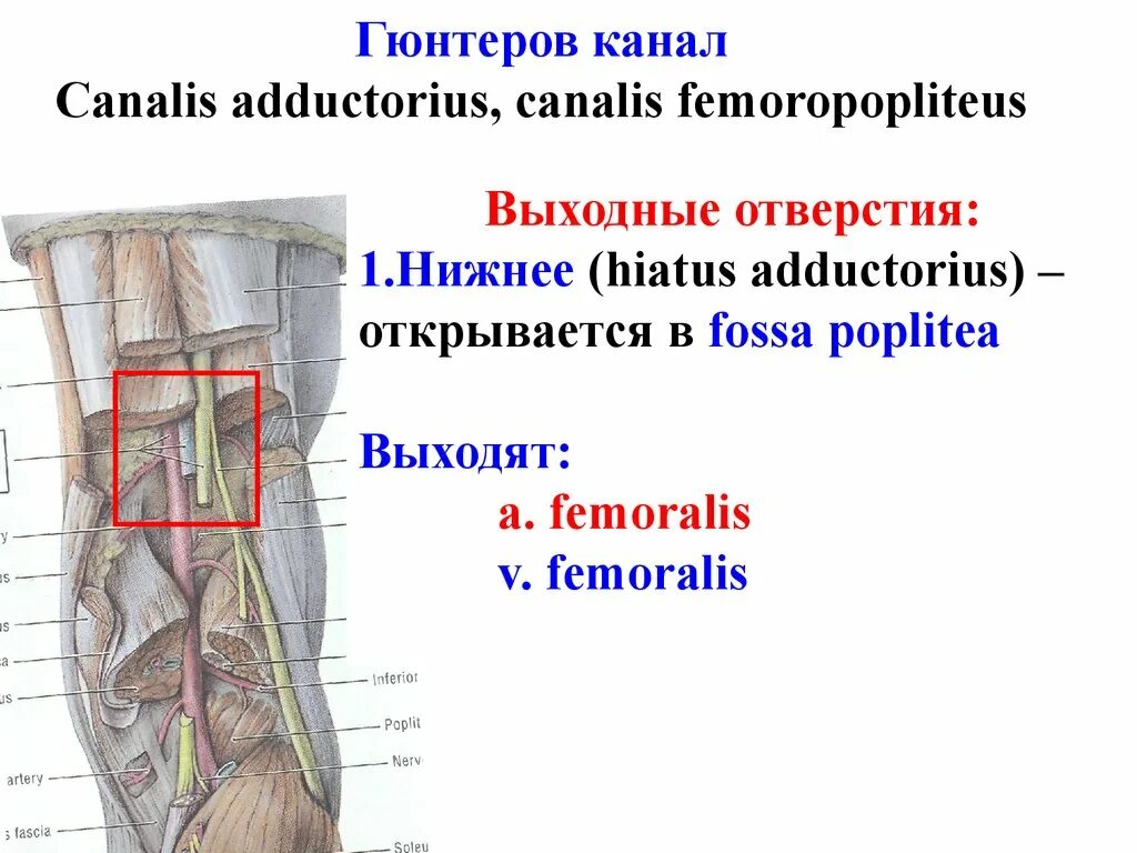 Гунтеров канал. Canalis adductorius анатомия. Топография приводящего канала бедра. Canalis femoralis. Canalis adductorius стенки.