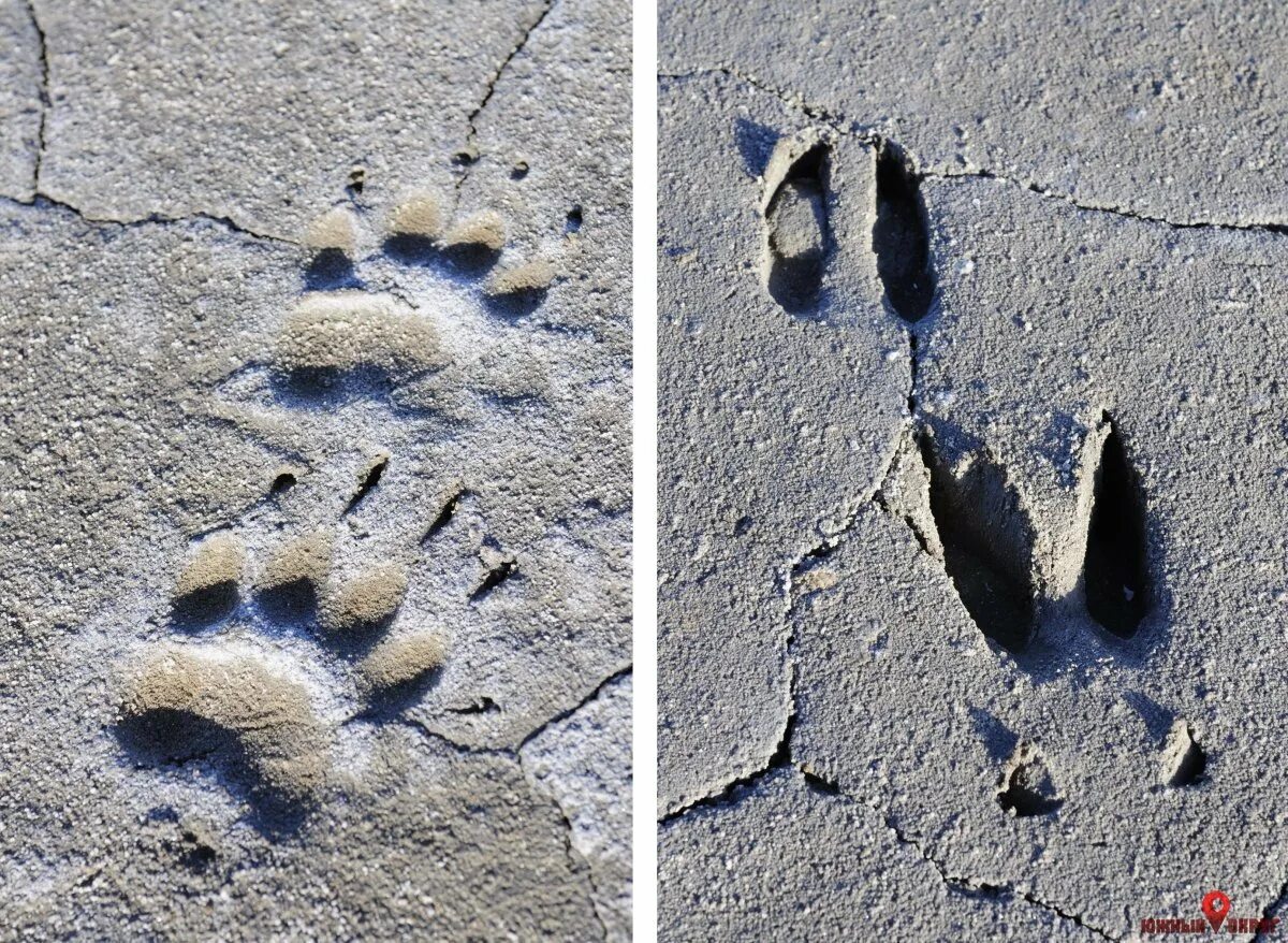 Включи следы. Отпечатки следов енотовидной собаки. След енотовидной собаки на земле. След барсука на земле. Следы енотовидной собаки на снегу.
