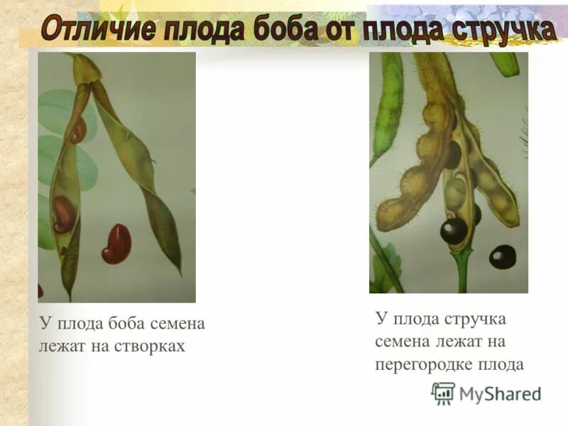 сухие плоды и сочные плоды. тип плода сочный. отличие клубеньков от клубня. плод ягода у растений. чем отличается ягода от костянки.