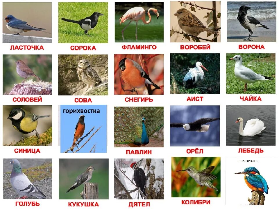 Название птиц на русском языке
