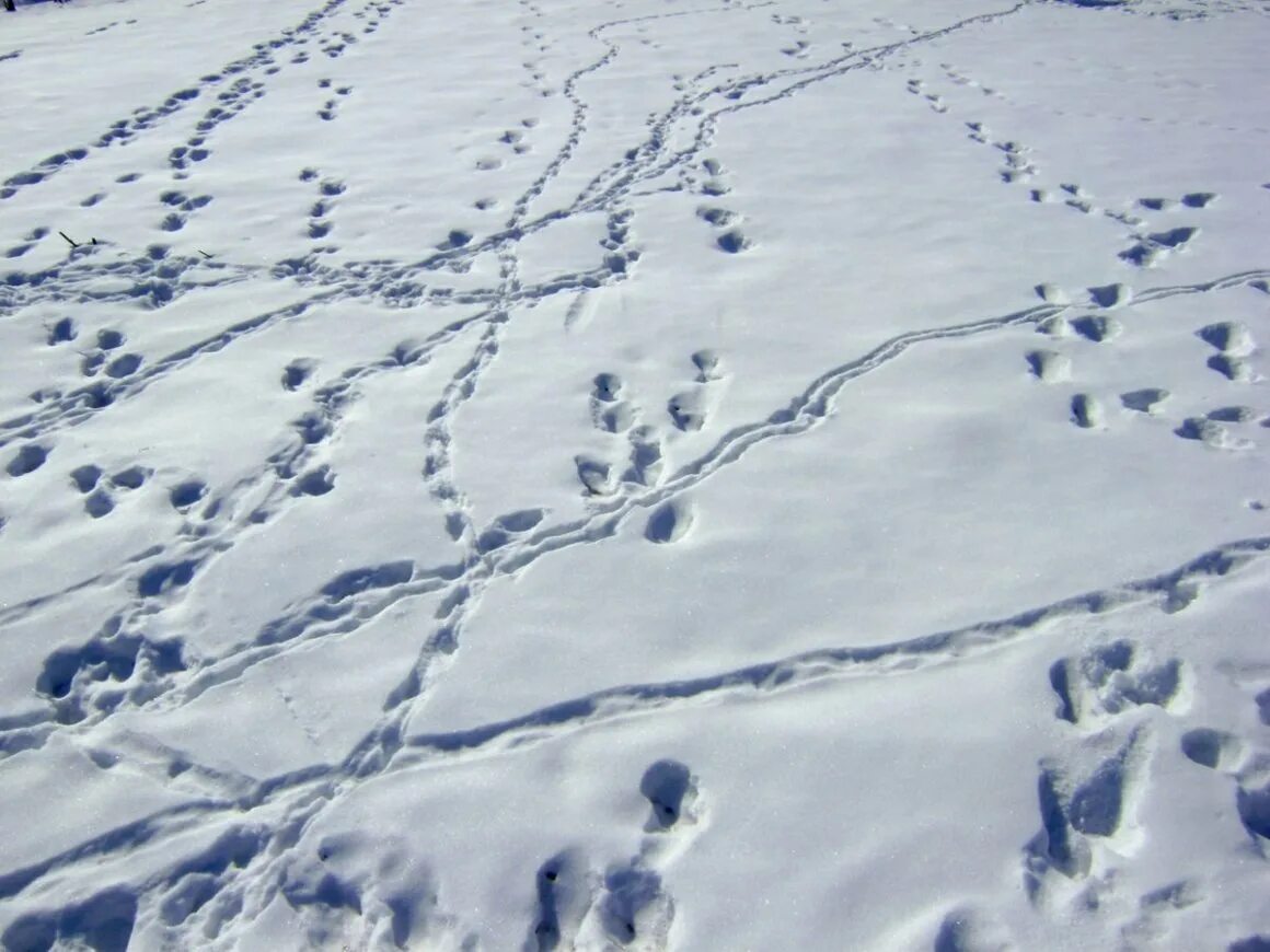 След город. Следы зайца беляка. Следы на снегу. Следы зверей на снегу. Следы зайца на снегу.