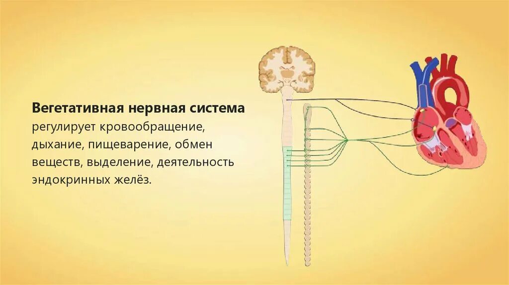 Нервная система. Вегетативная нервная система презентация. Периферическая нервная система и вегетативная нервная система. Соматический и автономный (вегетативный) отделы нервной системы. Регулируют кровообращение