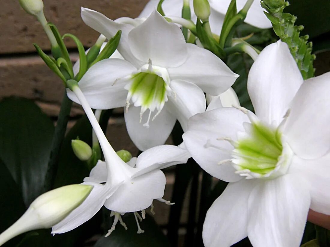Комнатный цветок с белыми цветами название. Эухарис амазонский. Эухарис цветок. Лилия эухарис. Эухарис беззубчатый.