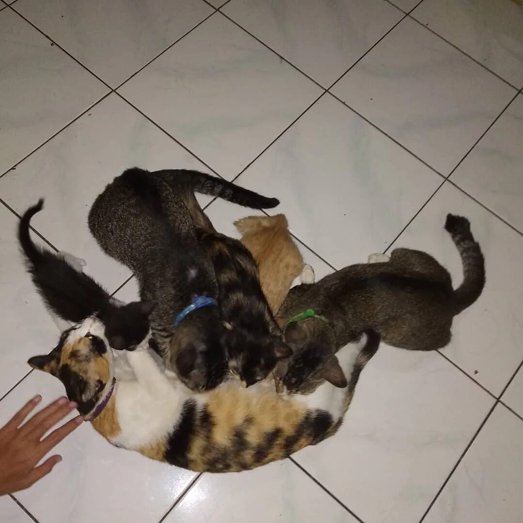 Кошачьи на бали. World of cats бали. Кошки на бали. Бали кошки. Статуэтка индонезия.