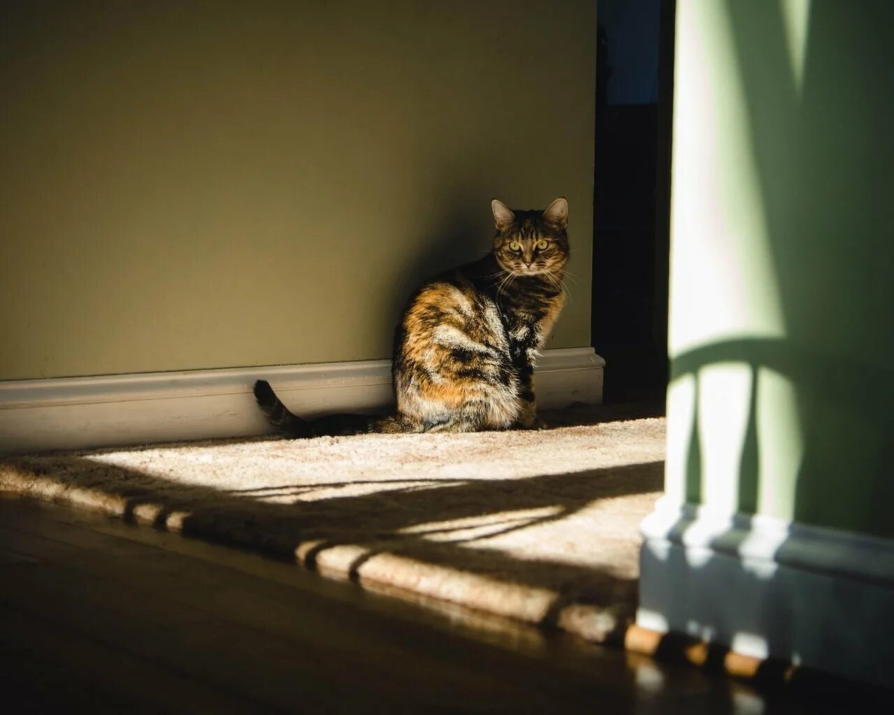 Кошка сидит в комнате. Кошка свет. кот на свету. кошка сидит на полу. кот освещение сверху.