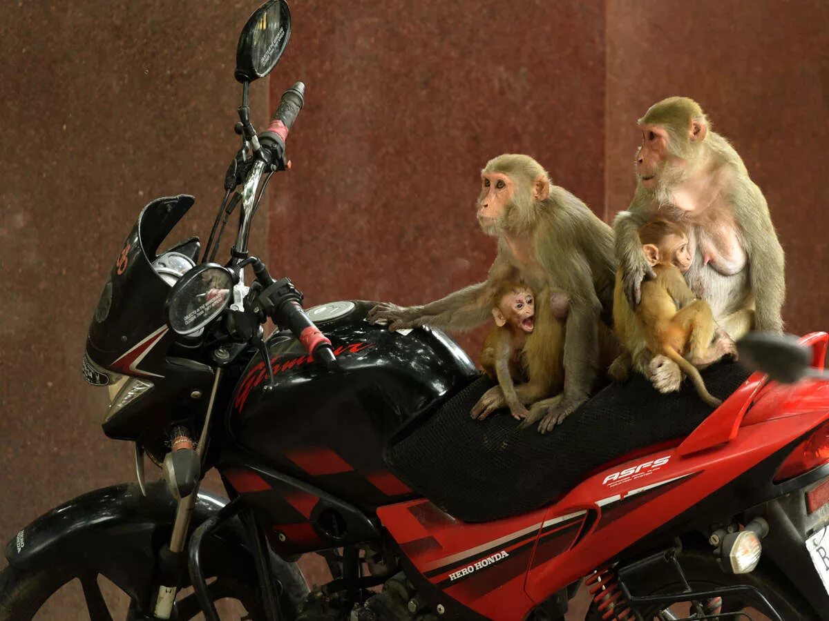 Шоу обезьян. Troop of Monkeys. Monkey Delhi.