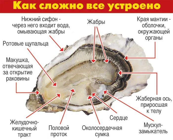 Внутреннее строение устрицы. Внутреннее строение жемчужницы. Двустворчатые моллюски гребешок строение. Строение устрицы. К какой группе организмов относится устрица