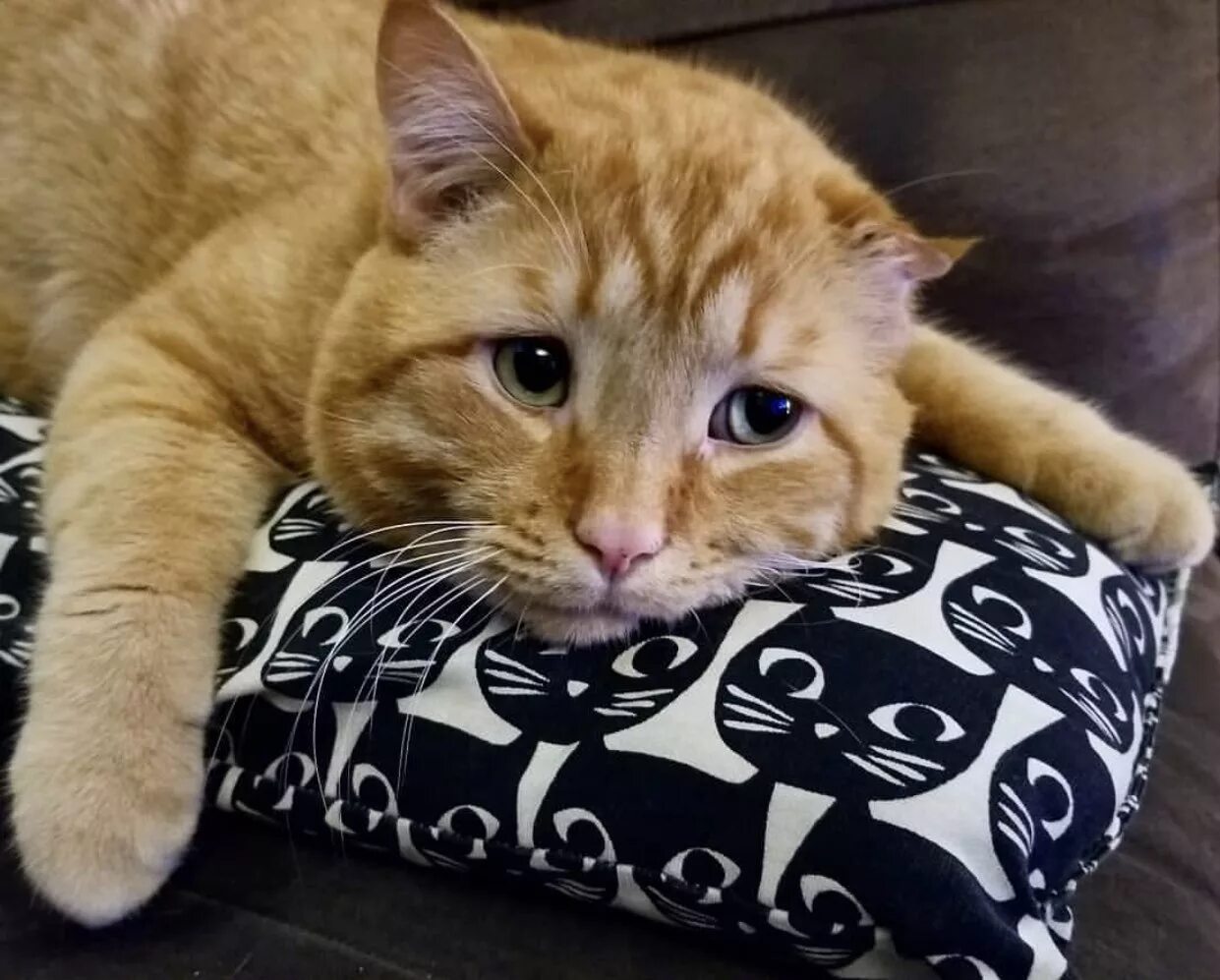 Рыжий котик мем. Грустный рыжий котик. котик расстроен. грустная рыжая кошка. рыжий кот обиделся.