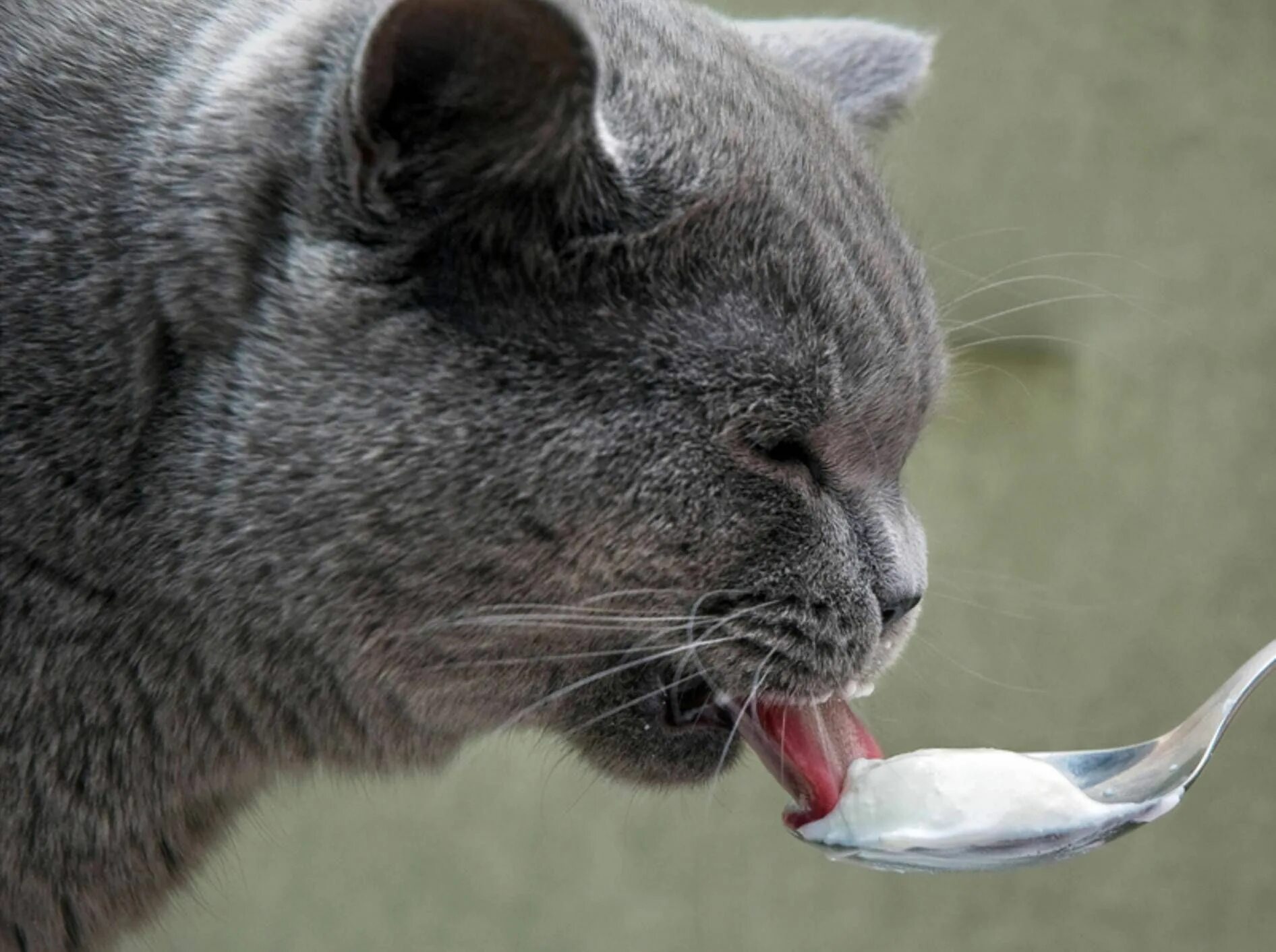Кот ест йогурт. Кот в йогурте. Мороженое и кот. Кошка мороженое. Коты мороженщик