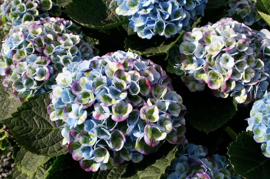 Купить саженцы Гортензия крупнолистная Hydrangea macrophylla Magical Revolution 