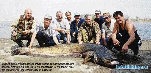Cjv. Сом речной. Ташкентский сом. Улов сома. Рыбалка на сома.