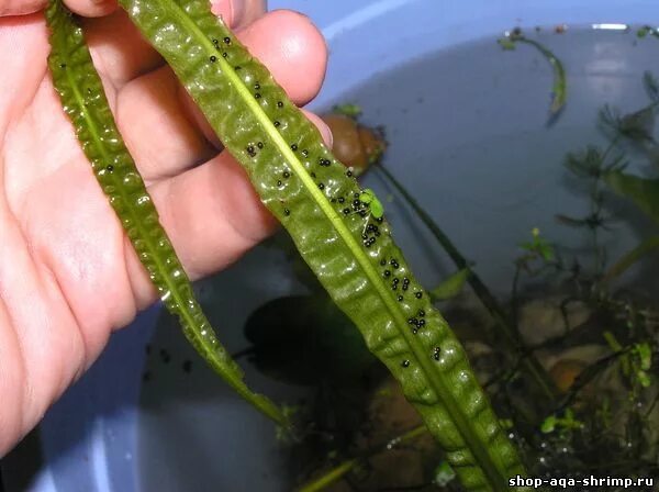 Черви в водорослях. Аквариумный червь планария. Яйца планарии. Аквариумные паразиты планарии. Икра планарий.