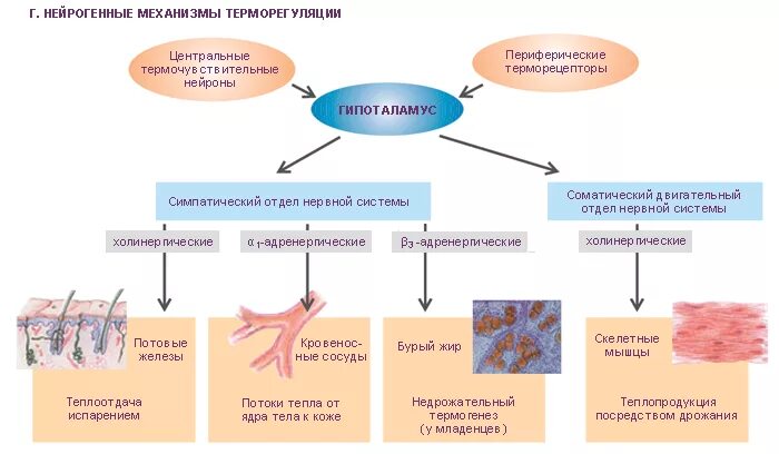 Механизм терморегуляции схема. Механизм регуляции температуры тела физиология. Механизмы терморегуляции в коже. Механизм теплопродукции схема.