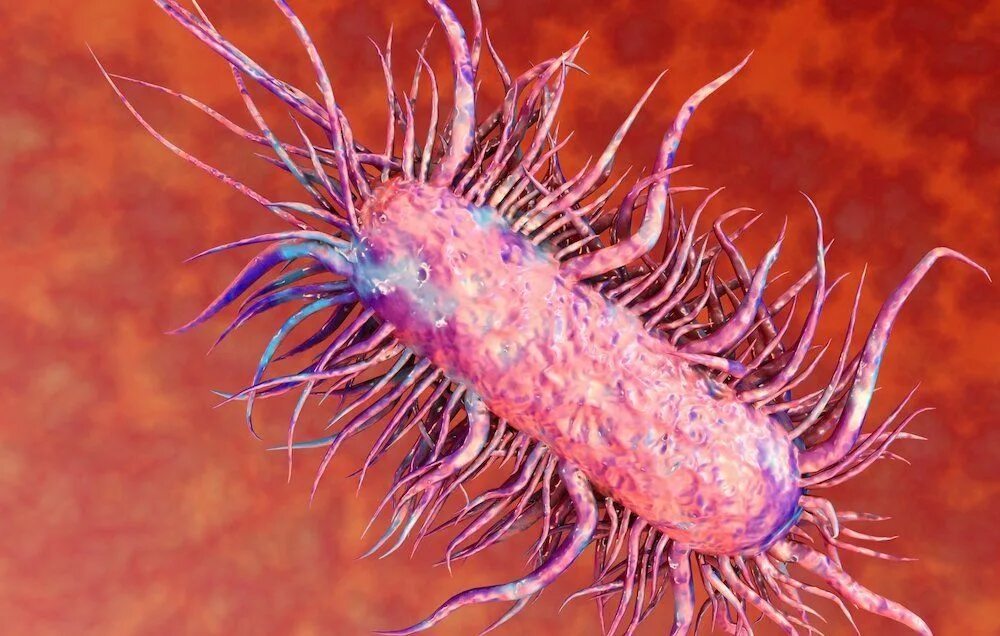 Микроорганизмы кишечная палочка. Кишечная палочка Escherichia coli. Бактерия Escherichia coli. Бактерия кишечной палочки Escherichia coli. Бактерия эшерихия коли.