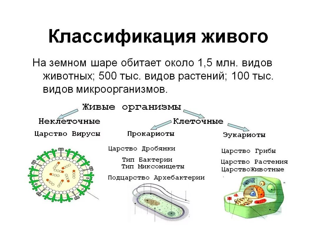 Систематика организмов биология. Классификация живых организмов 5 класс биология. Систематика живых организмов 5 класс биология. Классификация живыхоргнизмов. Класификация живых организмах.