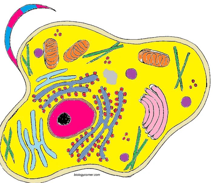 Cell color