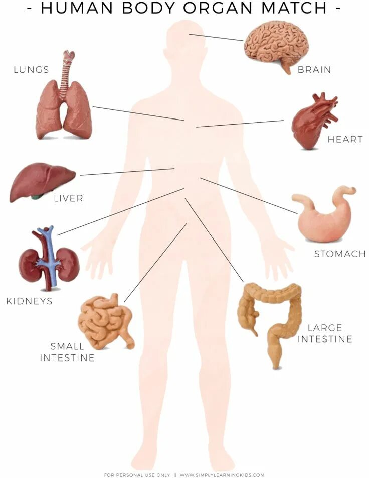 Human matching. Органы человека. Body Organs. Тело (биология).