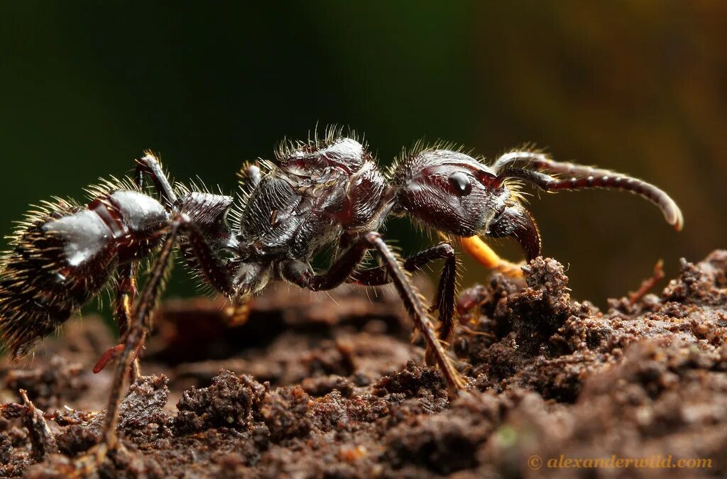 Муравей paraponera clavata. Муравей голиаф. Муравей пуля муравейник. Африканский большеголовый муравей. Муравей paraponera clavata.
