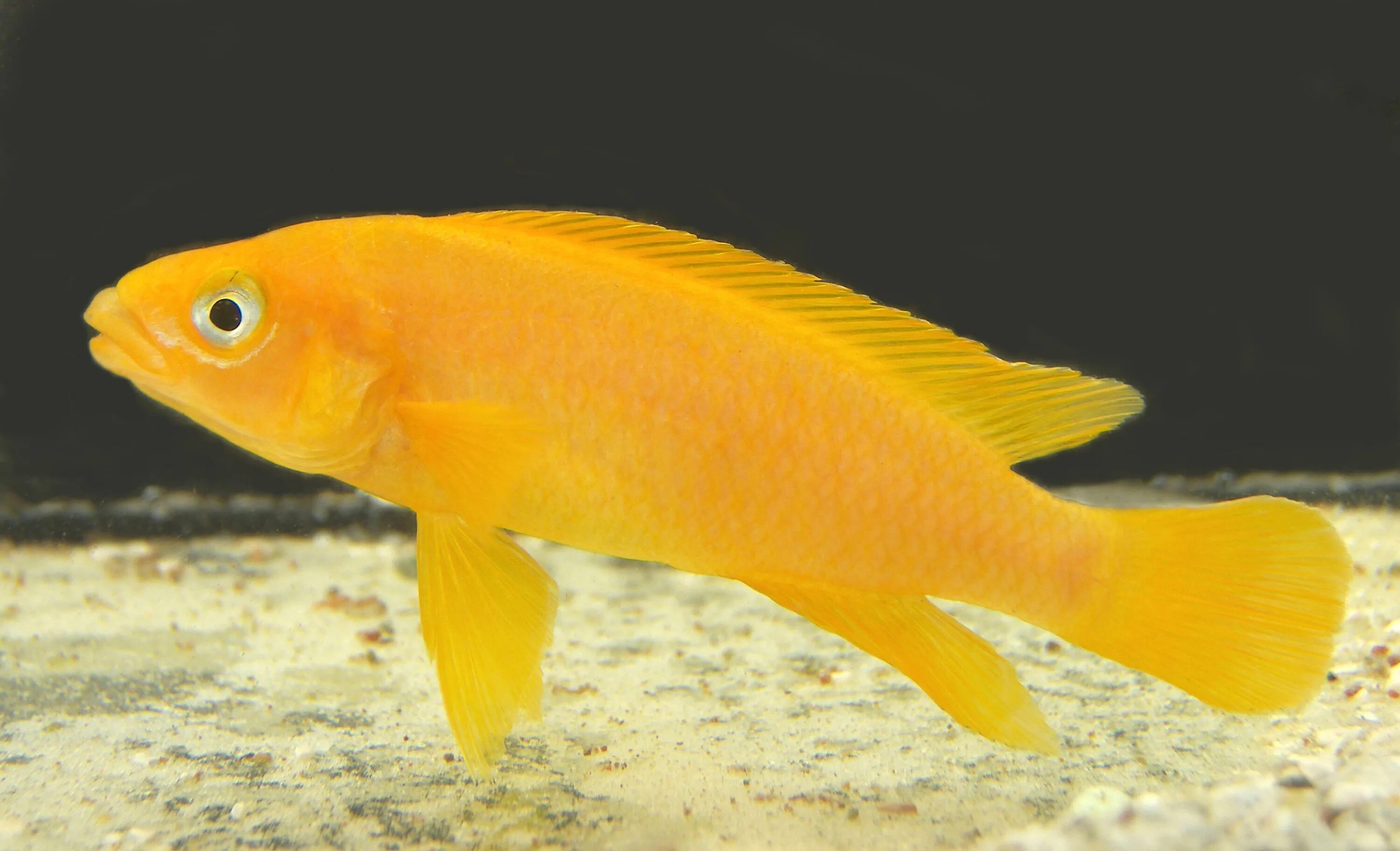 Аквариумные тольятти. Аквариум тольятти. Аквариумные тольятти. Гурами жемчужная аквариумная. Аквариум тольятти зооклуб.