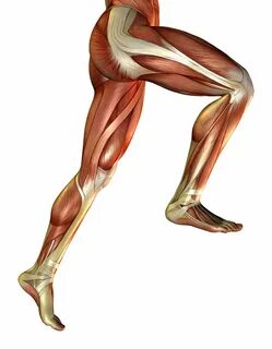 Legs anatomy