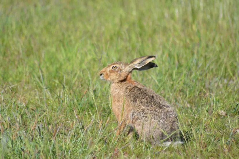 Горбатый заяц. Бешеный заяц. Знаменитая фото зайца. Горбатый заяц сканворд