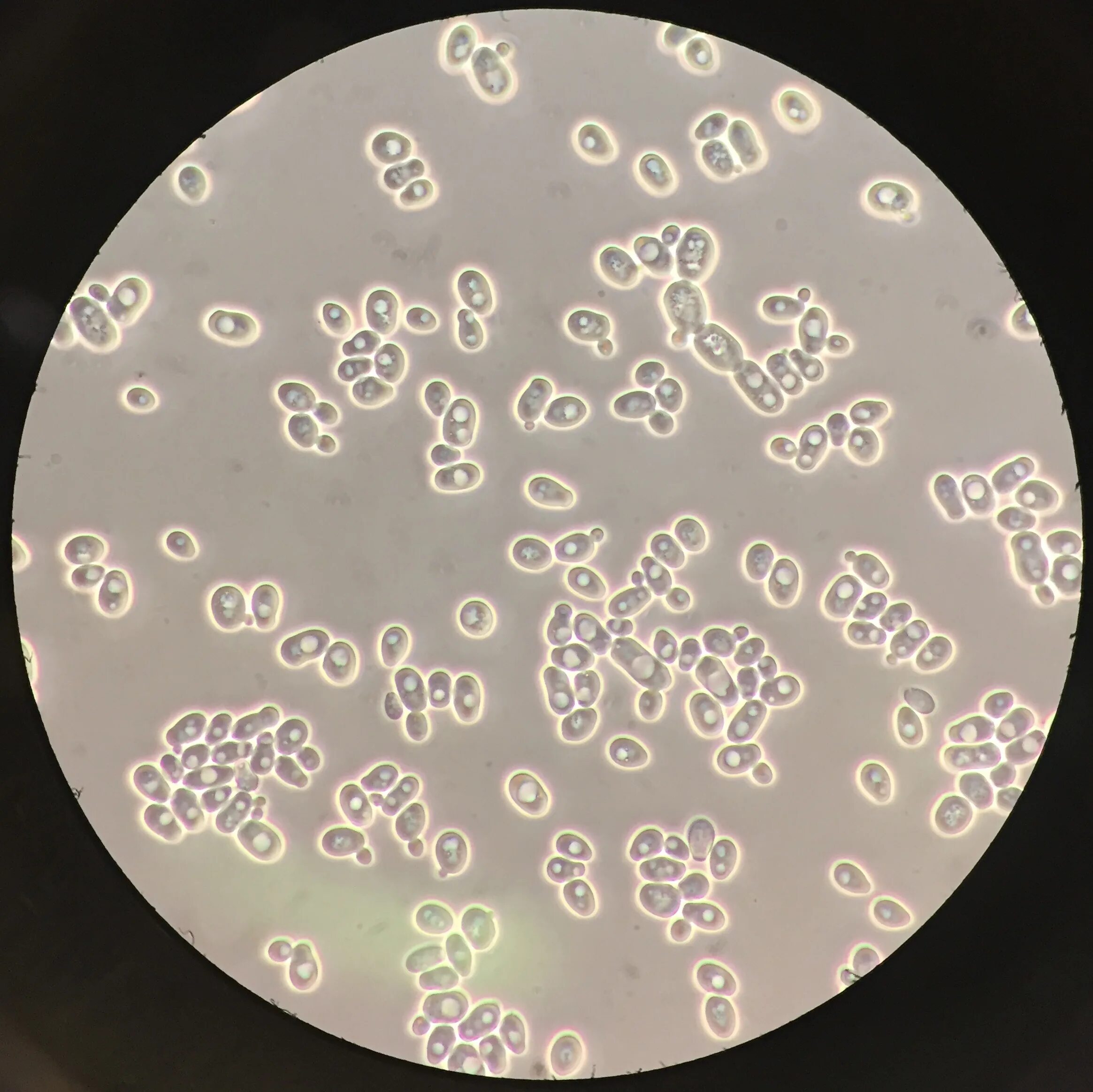 Saccharomyces cerevisiae - Уикипедия