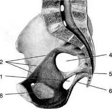 Связки 7. Связки 7. Косая и дугообразная подколенные связки. Лобковая и паховая связки. Связки голеностопного сустава.