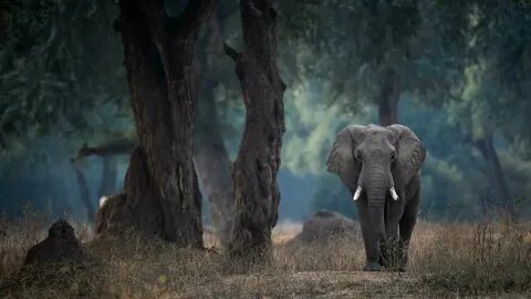 Elephants walking