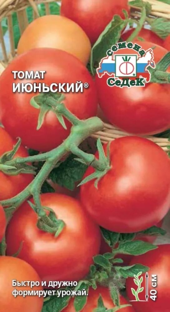 Томат июньский. Томат июньский седек. томат июньский форумский. томат сорт июньский ранний. томат июньский скороспелый.