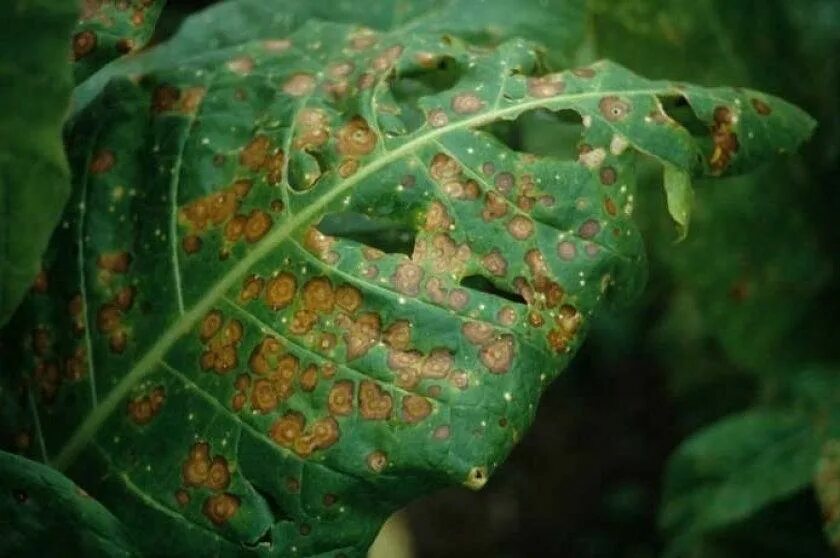 Plant disease. Рябуха табака. Рябуха заболевание растений. Мозаичная пятнистость томатов. Бактериальная Рябуха табака.