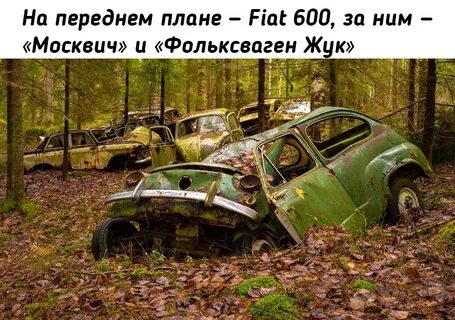 Таксисты в лесу