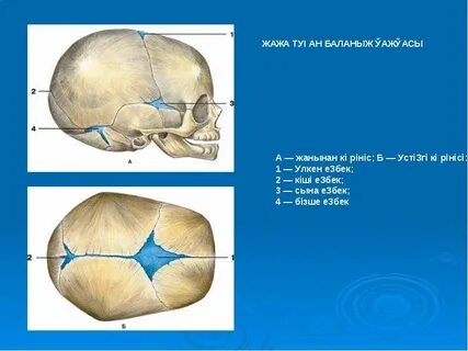 Кесілген пениса басының суреті