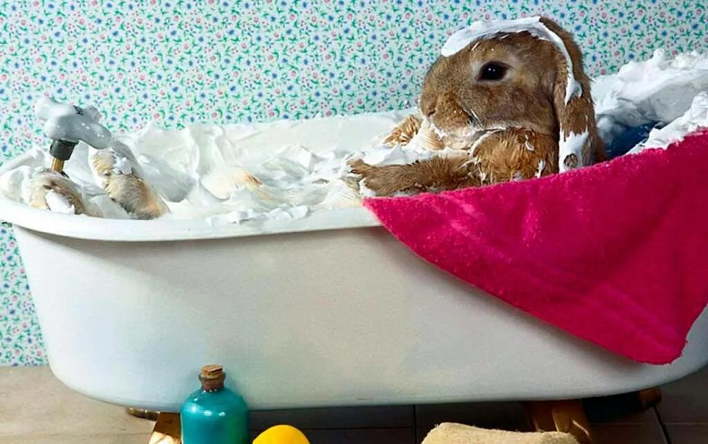 Можно ли мыть кролика декоративного. Кролик купается в ванной. Зайка купается. Кролик в ванной моется.