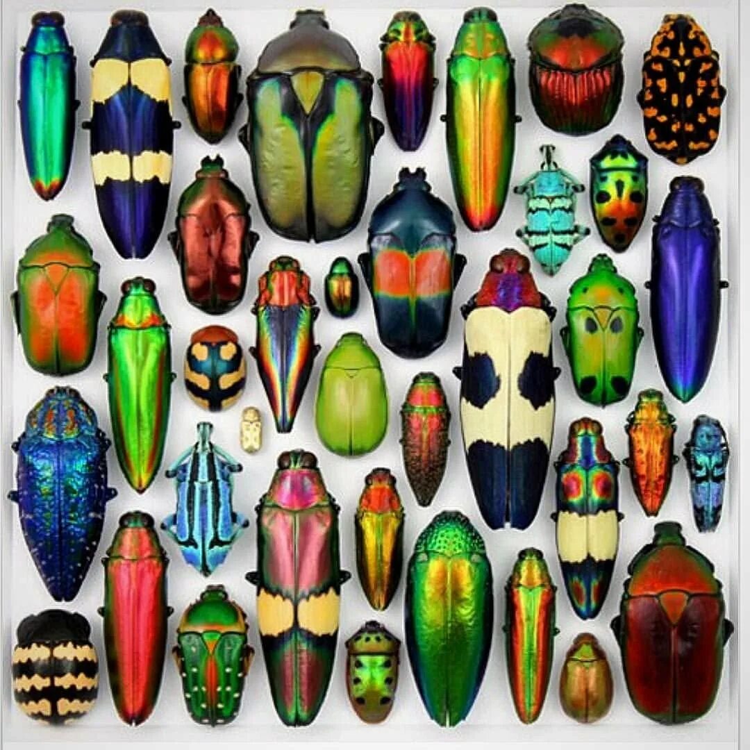Разноцветные жуки и бабочки. Тропические жуки. Цветные жуки. Радужные жуки. Жук вид сверху.