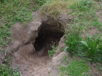 Burrow