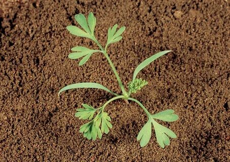 Crop id