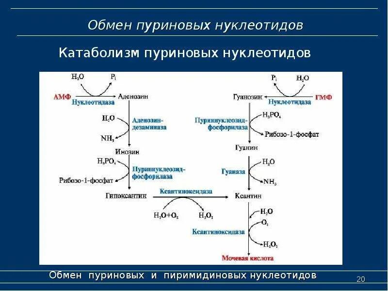 Биосинтез крови. Схема катаболизма пуриновых нуклеотидов биохимия. Метаболизм пуриновых оснований биохимия. Схема распада пуриновых оснований. Схема катаболизма пуриновых оснований.