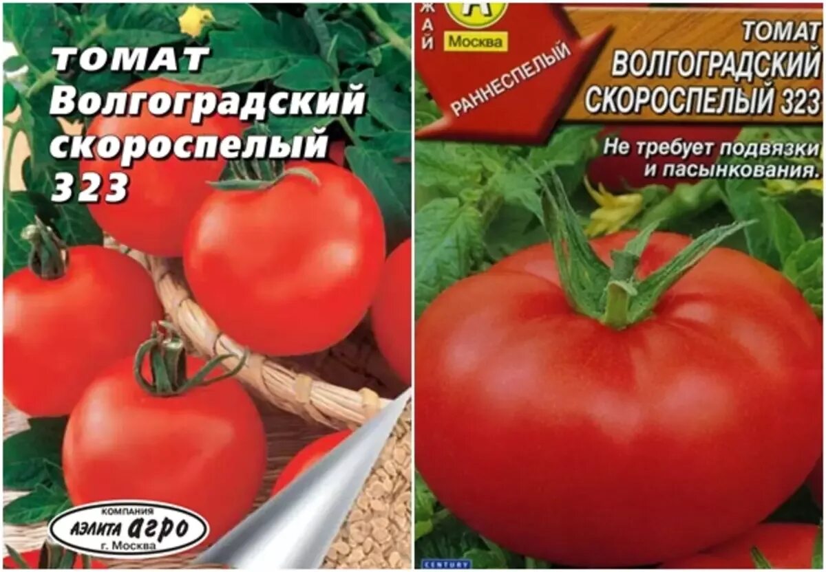 Томат волгоградский скороспелый урожайность. Сорта помидоров Волгоградский скороспелый 323. Томат Волгоградский скороспелый 323. Томат сорт Волгоградский скороспелый. Сорт помидор Волгоградский скороспелый.