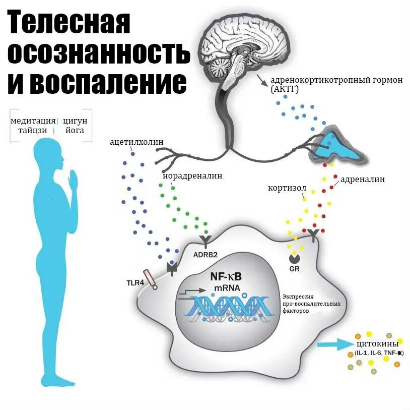 Адреналин и кортизол. Стресс кортизол. Отличия кортизола и адреналина. Гормоны надпочечников кортизол и адреналин. Повышенный кортизол и адреналин.