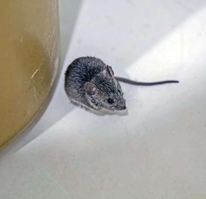 Экспериментатор поместил домовую мышь. Мышь домовая (mus musculus l.. Акомис иглистая мышь. Mus musculus (мышь домовая) линия: с57bl/6. Мышь домовая серая.