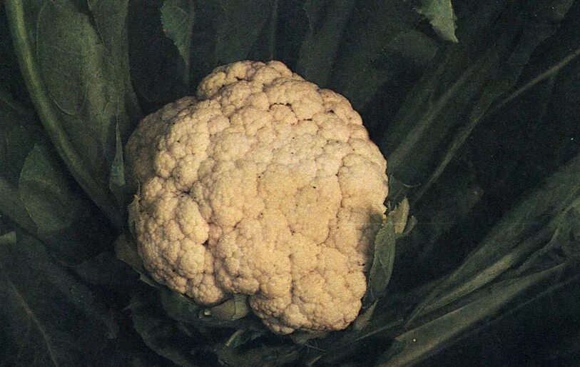 • капуста брокколи романеско симметрия. родич капусты 4. капуста видоизмененная побег. капуста фото картинки. сорта капусты для сибири.