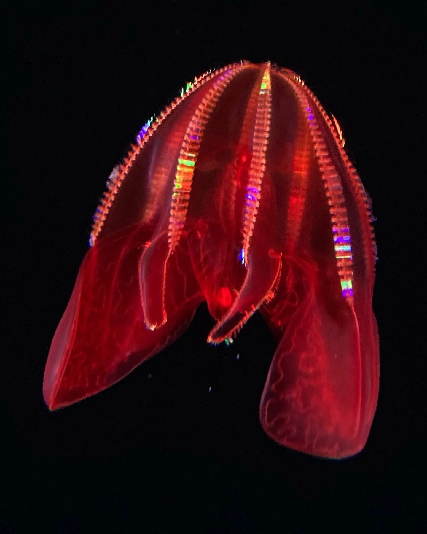 Comb jellies. Lampocteis cruentiventer. Гребневик Bloody belly. Comb Jelly рыба. Bloodbelly Comb Jelly.