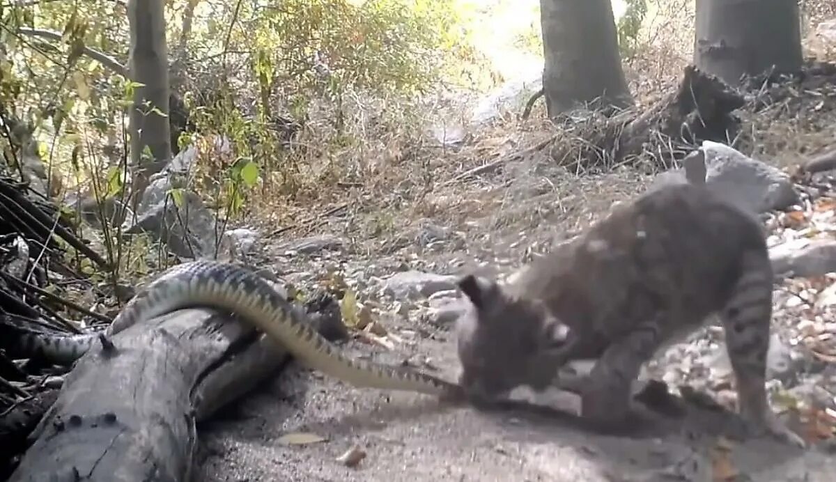 Bobcat змея. Животные нападают на людей. Нападение рыси на человека